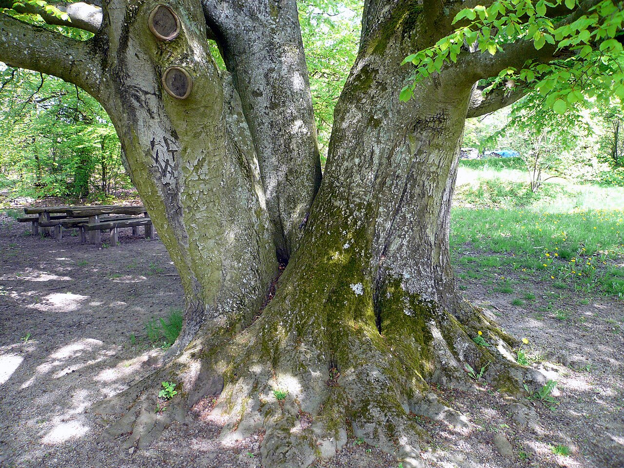 Hutbuche bei Frauenroth