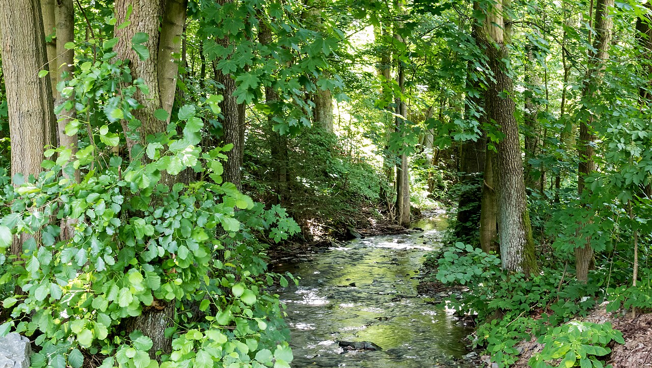 Naturschutzgebiet Ilmwand Ilm Flussbett I