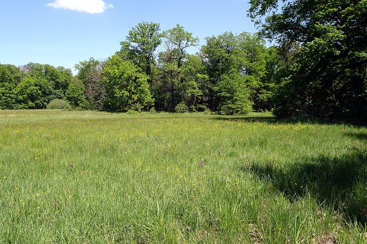 Nature reserve "Im Mörsbacher Grund von Darmstadt-Arheilgen"