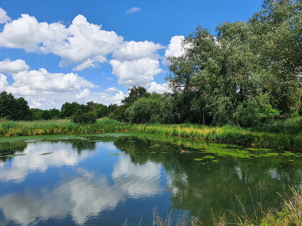Ein Teich im Naturschutzgebiet "Im oberen Haubruch" bei Kraichtal-Münzesheim