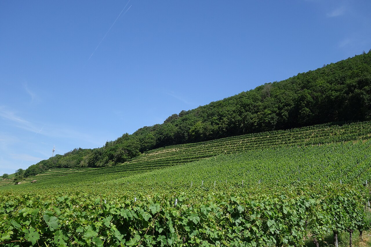 NSG Innerberg, Badenweiler