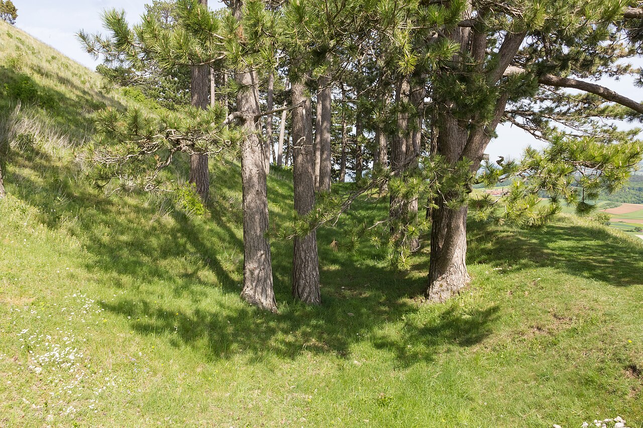 Wallgraben um das Hochplateau