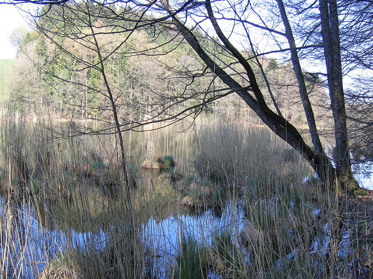 Germany - Baden-Württemberg - Bodenseekreis - Neukirch: Jägerweiher