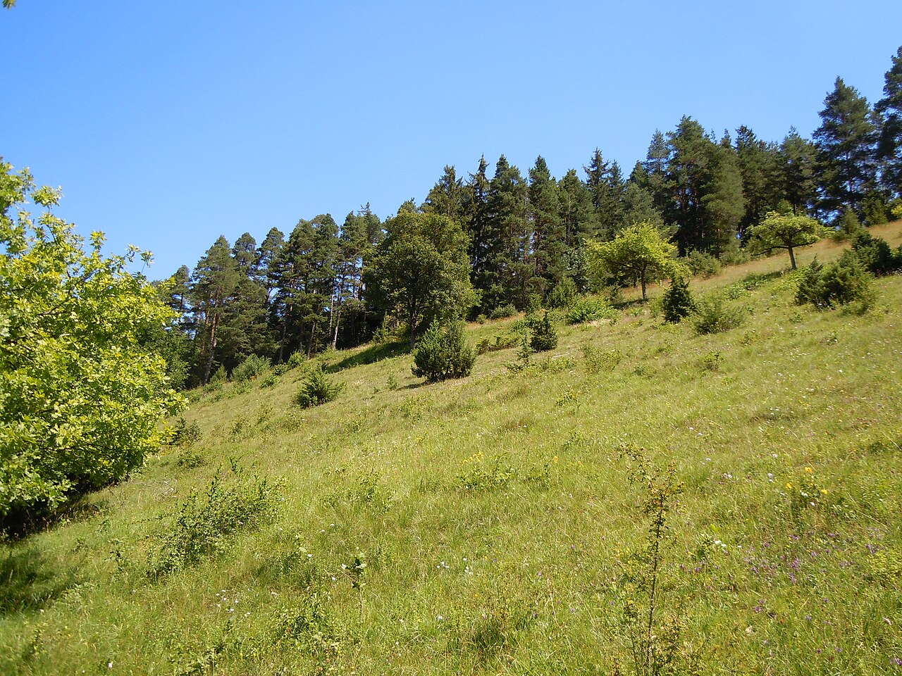 Naturschutzgebiet Kälberhalde