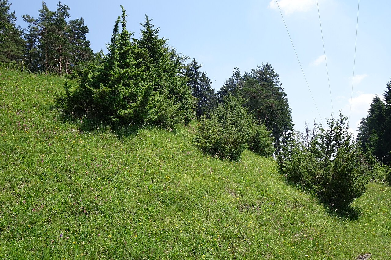 NSG Kanzele, Albstadt