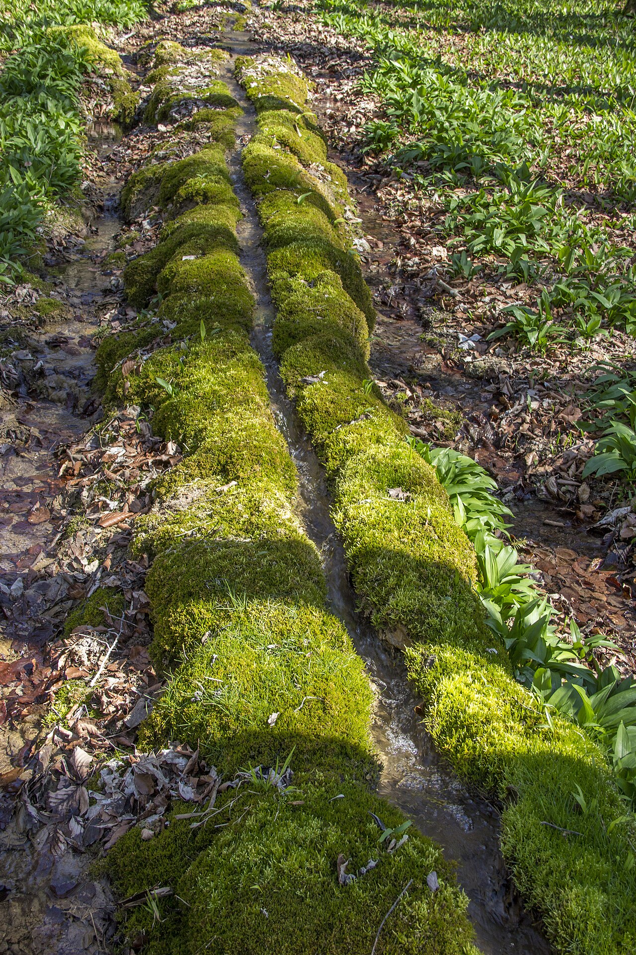 Käsrinne, Steinerne Rinne, Heidenheim