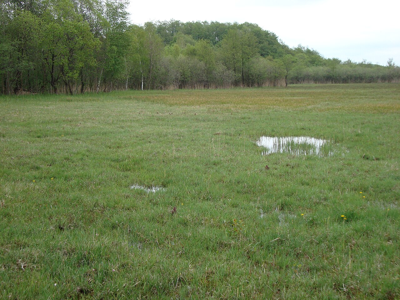 Naturschutzgebiet Kalk-Zwischenmoor Wendischhagen
