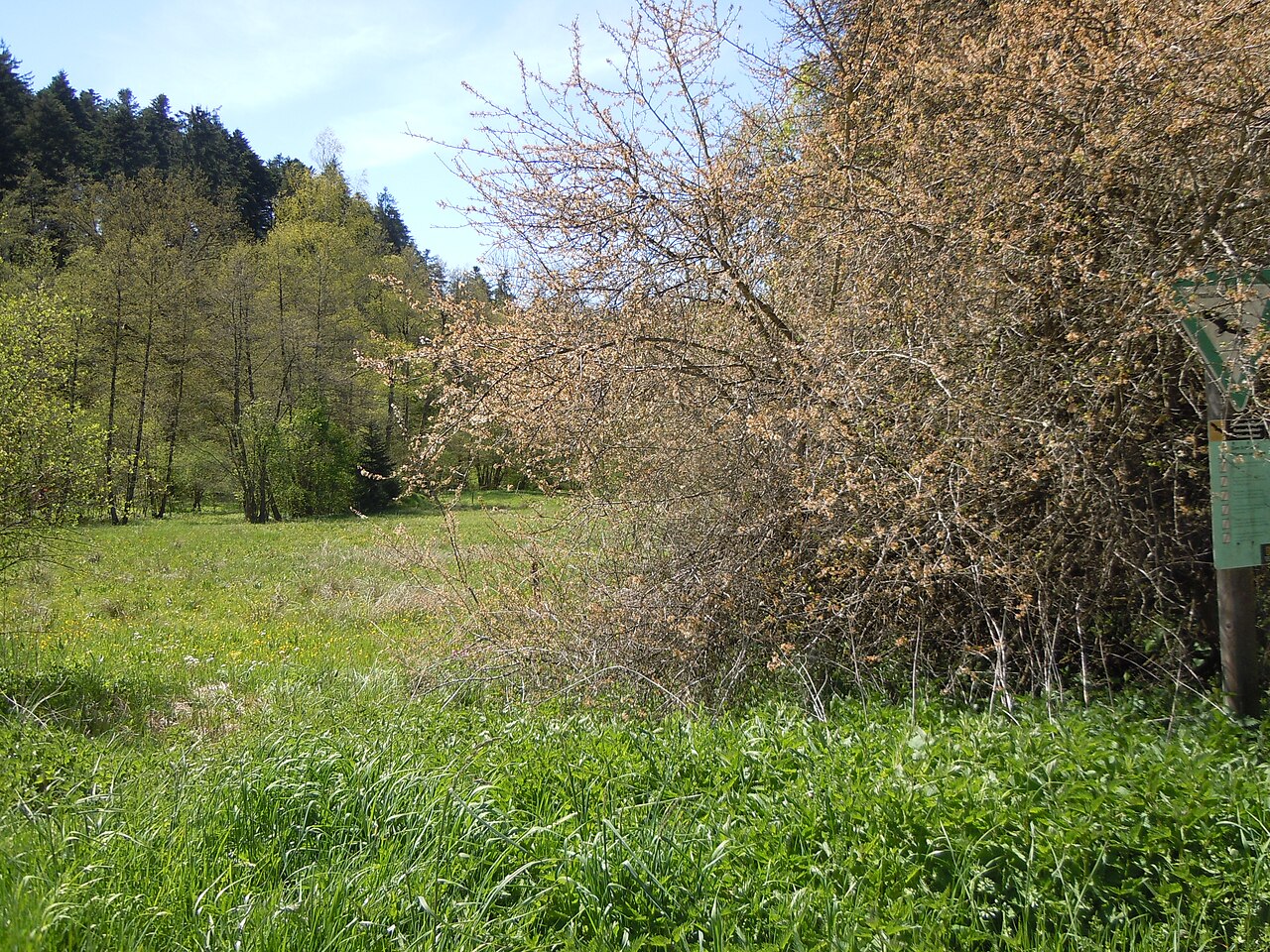 Wiese am Katzenbach