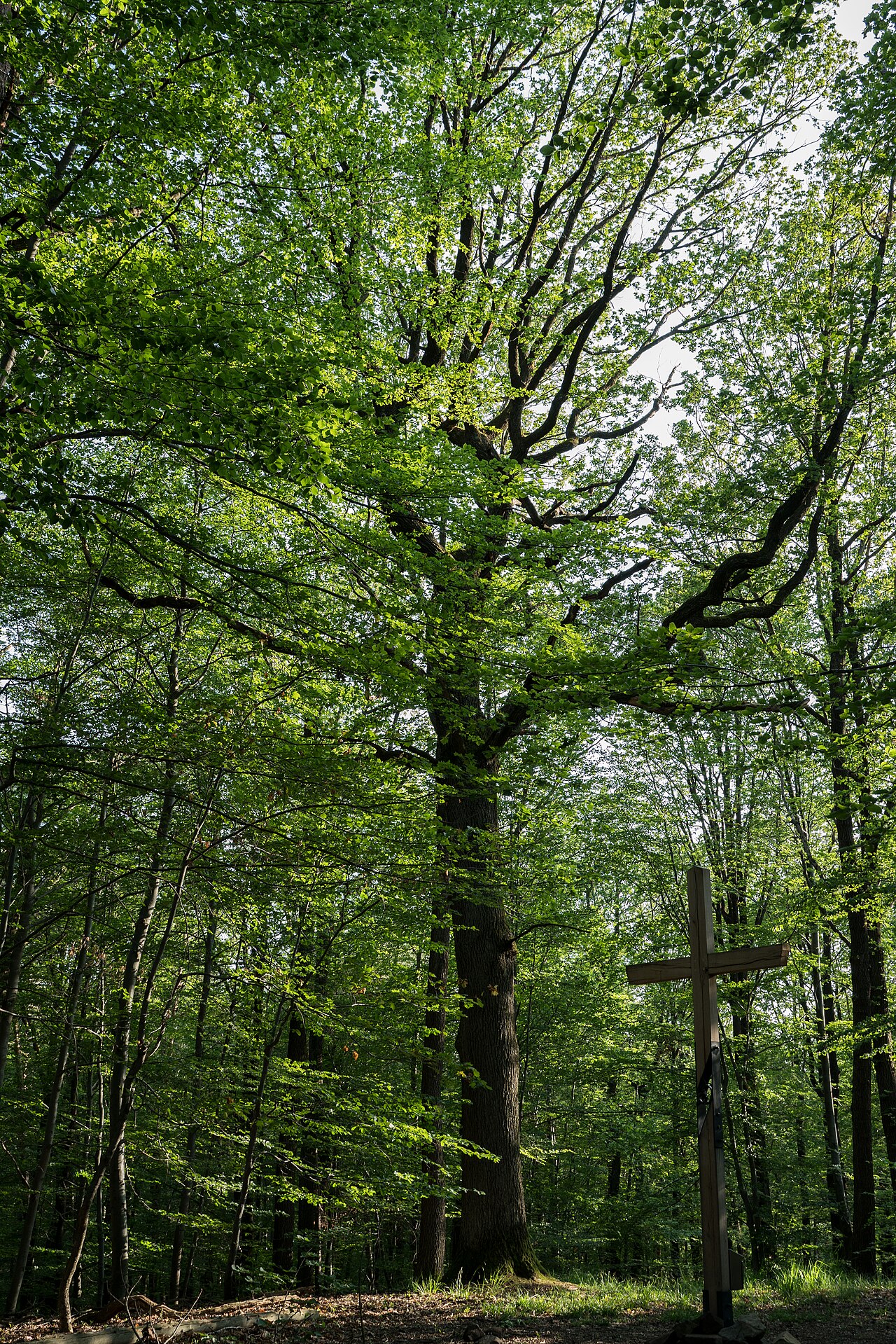 Naturdenkmal "1 Stieleiche mit Umgebung auf dem Katzenkopf"