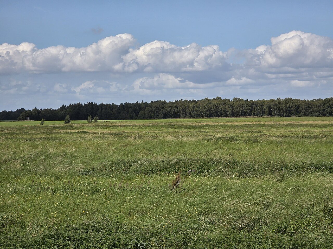 Nature reserve Kehdinger Moore