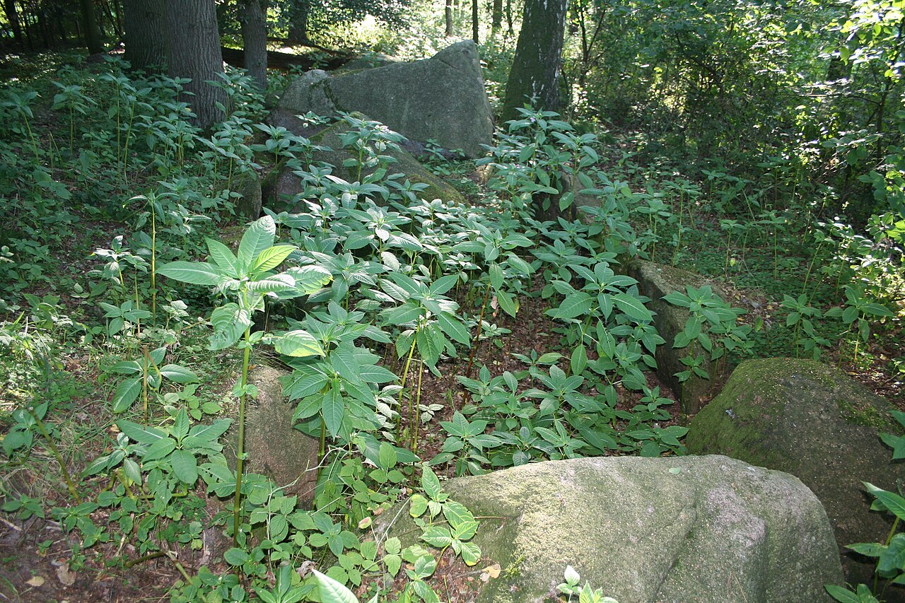 Megalithic tomb Holzhausener Kellersteine 1