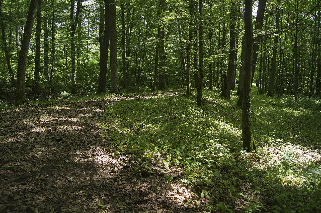 Weg auf dem ehmaligen Wall der Viereckschanze