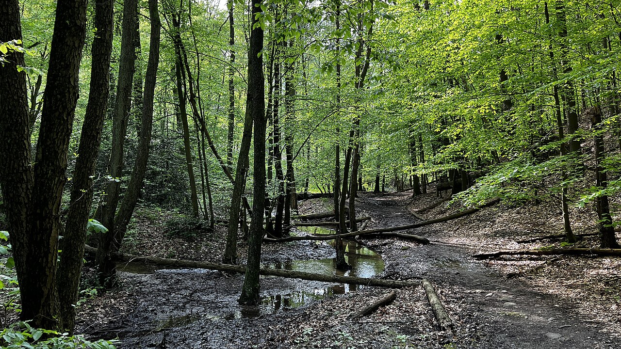 Foto von Kermelbach
