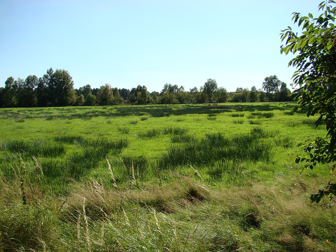 Kiehnmoor bei Brambostel
