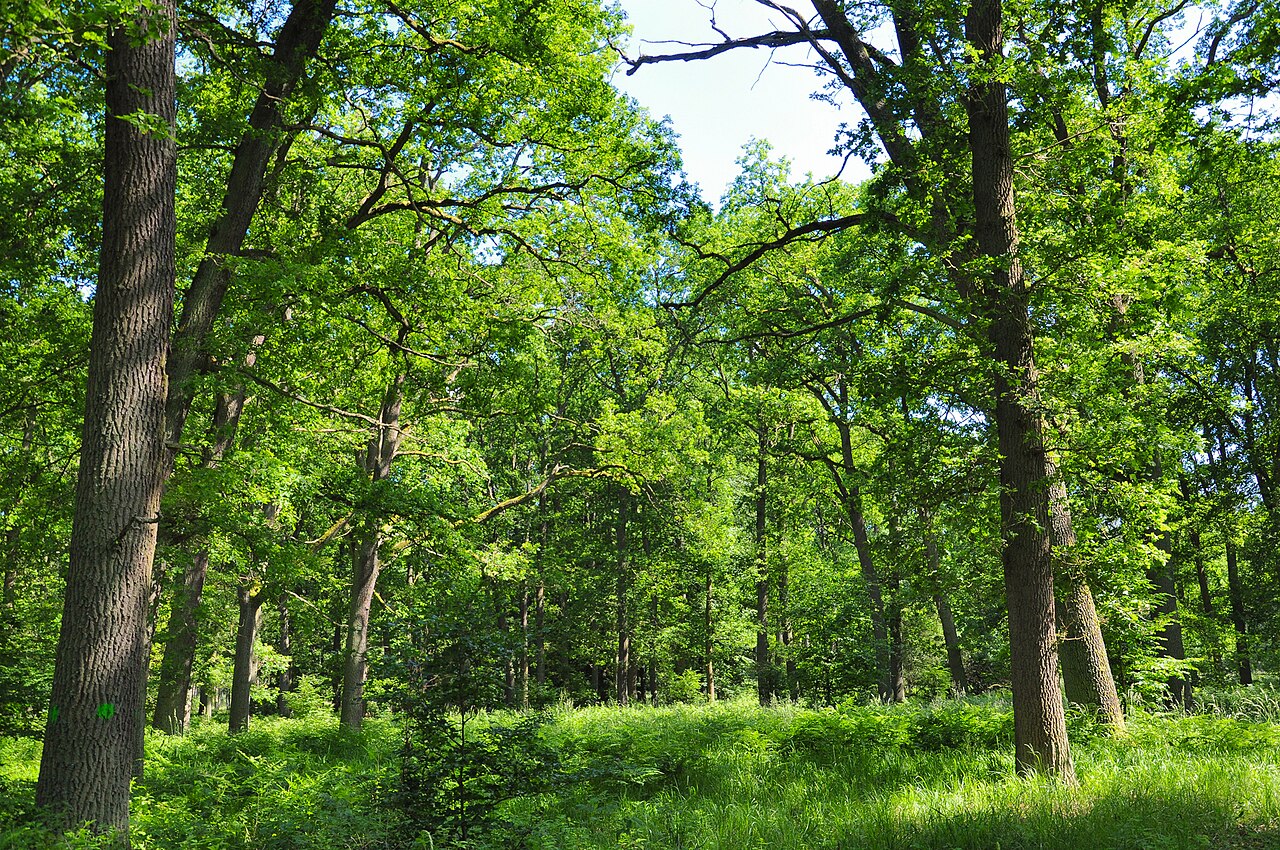 Foto von Kienhorst / Köllnseen / Eichheide