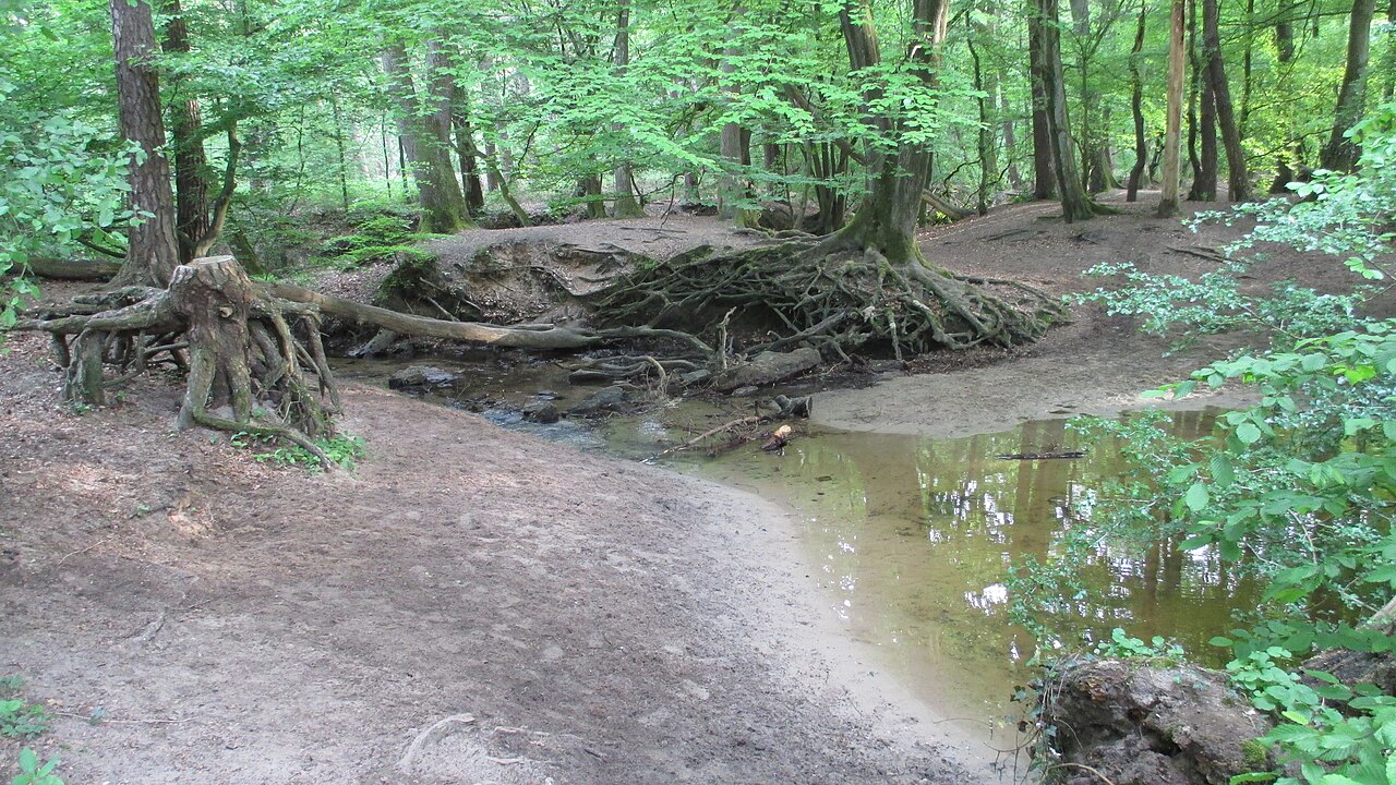 Das Wasser des Schwarzen Bachs (Schwarzer Siepen) kommt aus den moorigen Gebieten der Kirchellener Heide