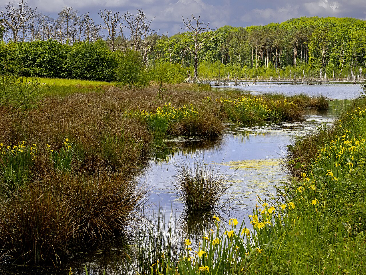 Bergsenkungsgewässer „Pfingstsee“ am Elsbach im Naturschutzgebiet „Kirchheller Heide und Hilsfelder Wald“, Bottrop
