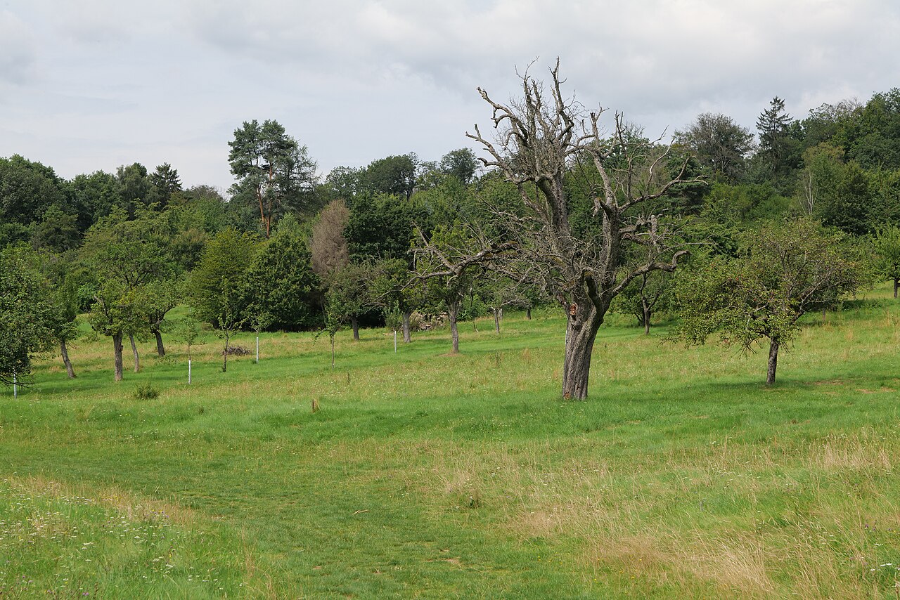 Naturschutzgebiet Kirdorfer Feld bei Bad Homburg‎