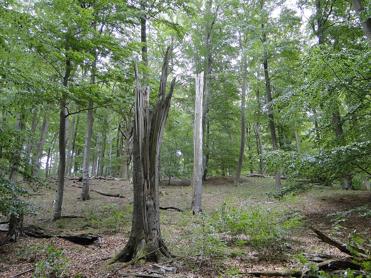Nature reserve Kläden near Kläden, district Parchim, Mecklenburg-Vorpommern, Germany