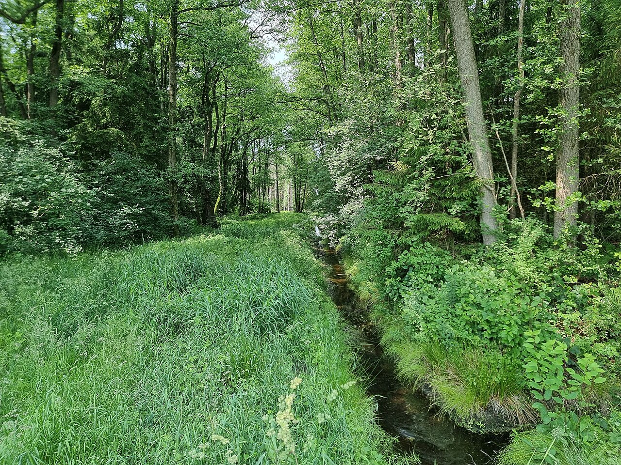 nature reserve Kleines Moor bei Sothel