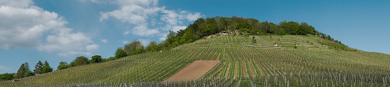 Der Kleinheppacher Kopf aus den darunterliegenden Weinbergen gesehen