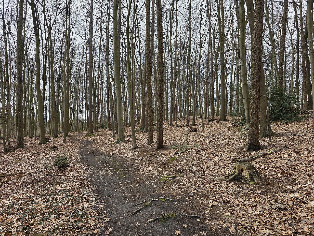 Naturschutzgebiet Kleinholthauser Mark