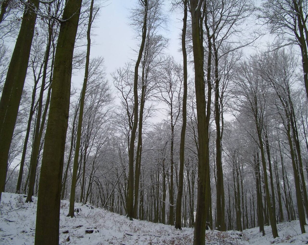 Buchenwald im Naturschutzgebiet Kleppelshagen (Mecklenburg-Vorpommern)