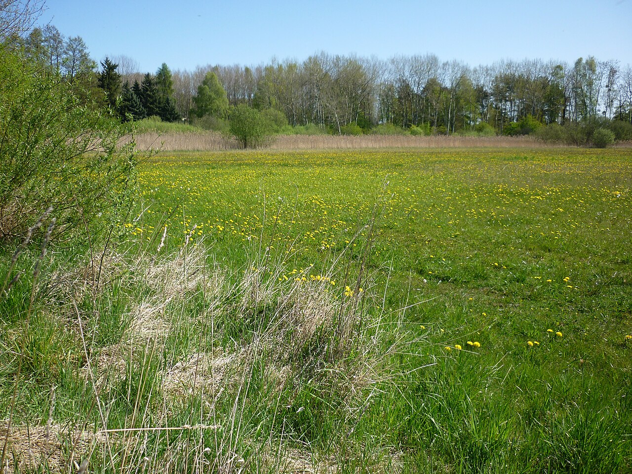 Naturschutzgebiet Klienitz bei Zehdenick (Kreis Oberhavel)