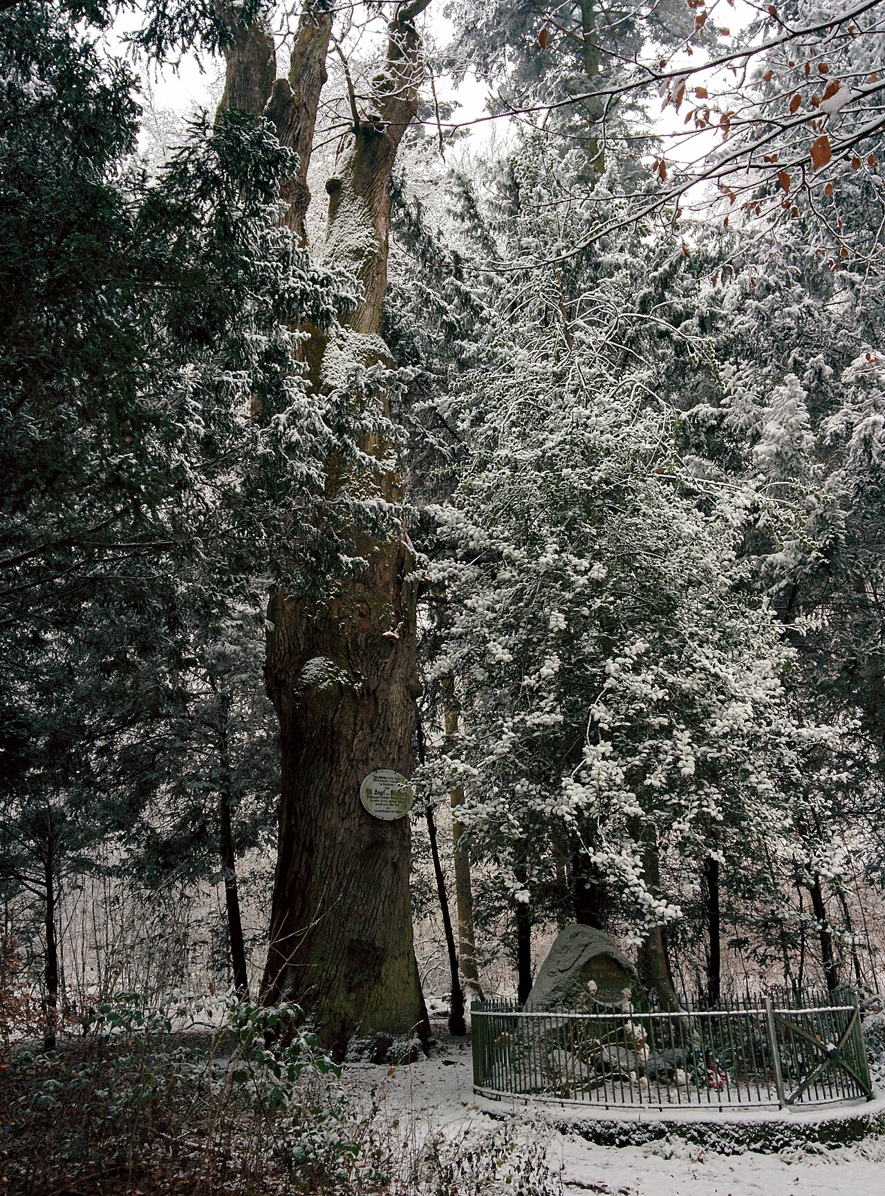 Klipsteingrab und Klipsteineiche bei Mühltal (Hessen) im Winter