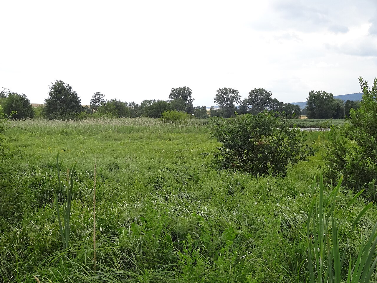 Naturschutzgebiet Klosterwiesen von Rockenberg