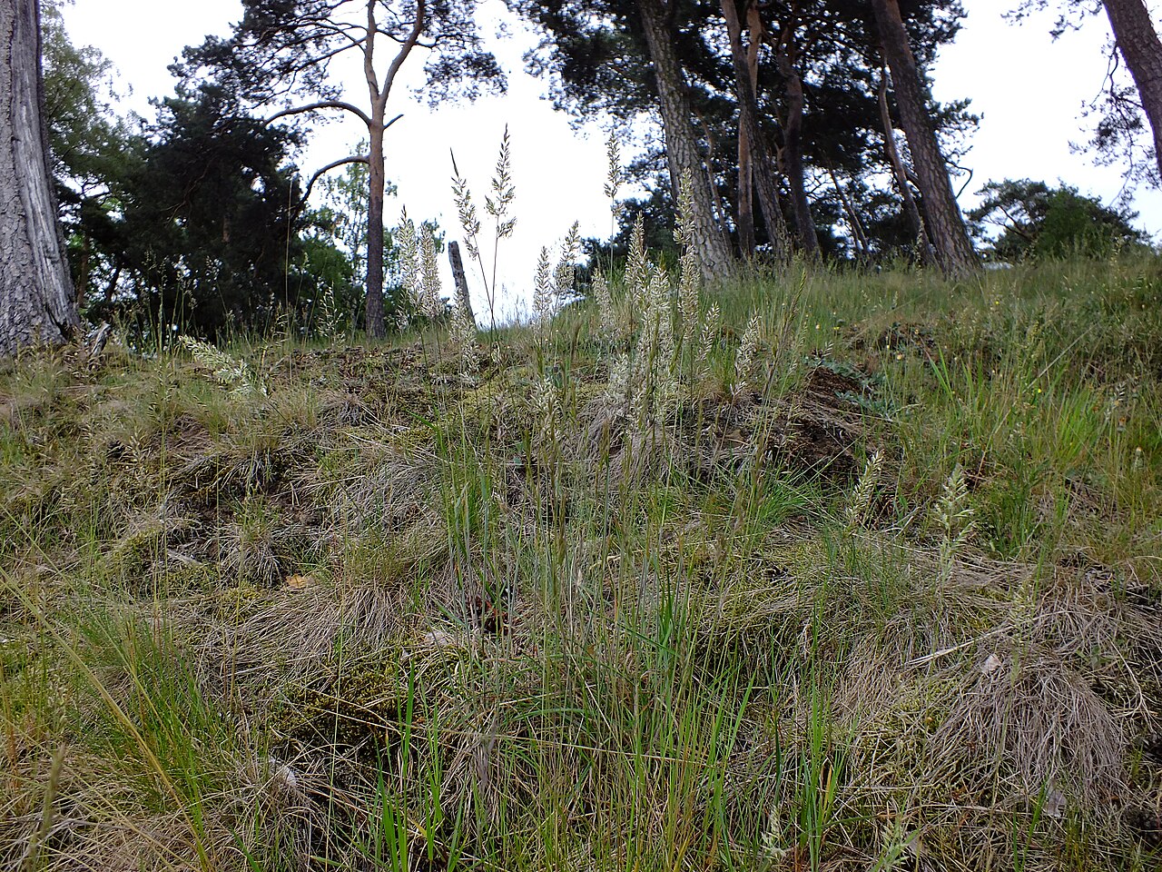 Naturschutzgebiet „Klotzberg“ (NSG BR 012) im Mai 2014, Zierliches Schillergras