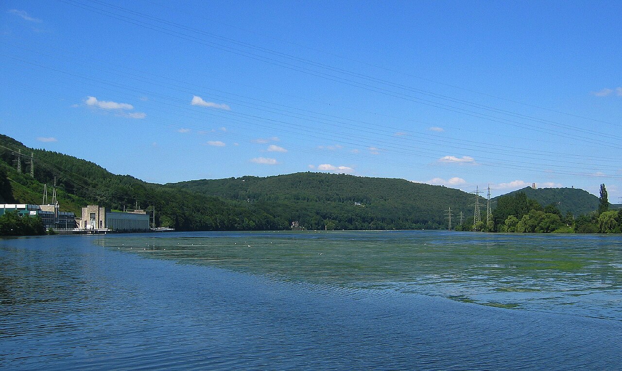 Masses of Elodea canadensis and Elodea nuttallii , Hengsteysee, North Rhine-Westphalia, Germany