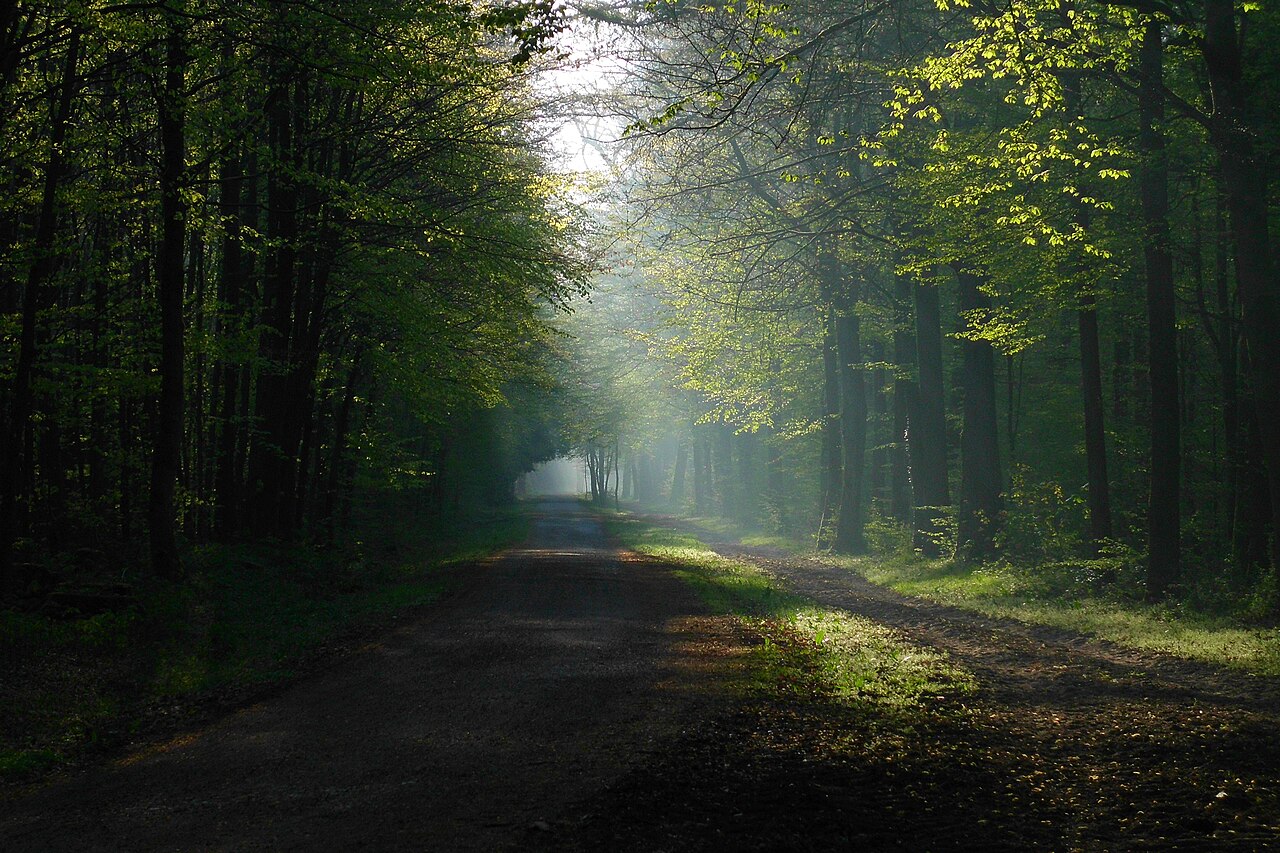 Naturschutzgebiet „Königsforst“ in Köln, Waldweg bei Rath/Heumar, Stadtwald Köln