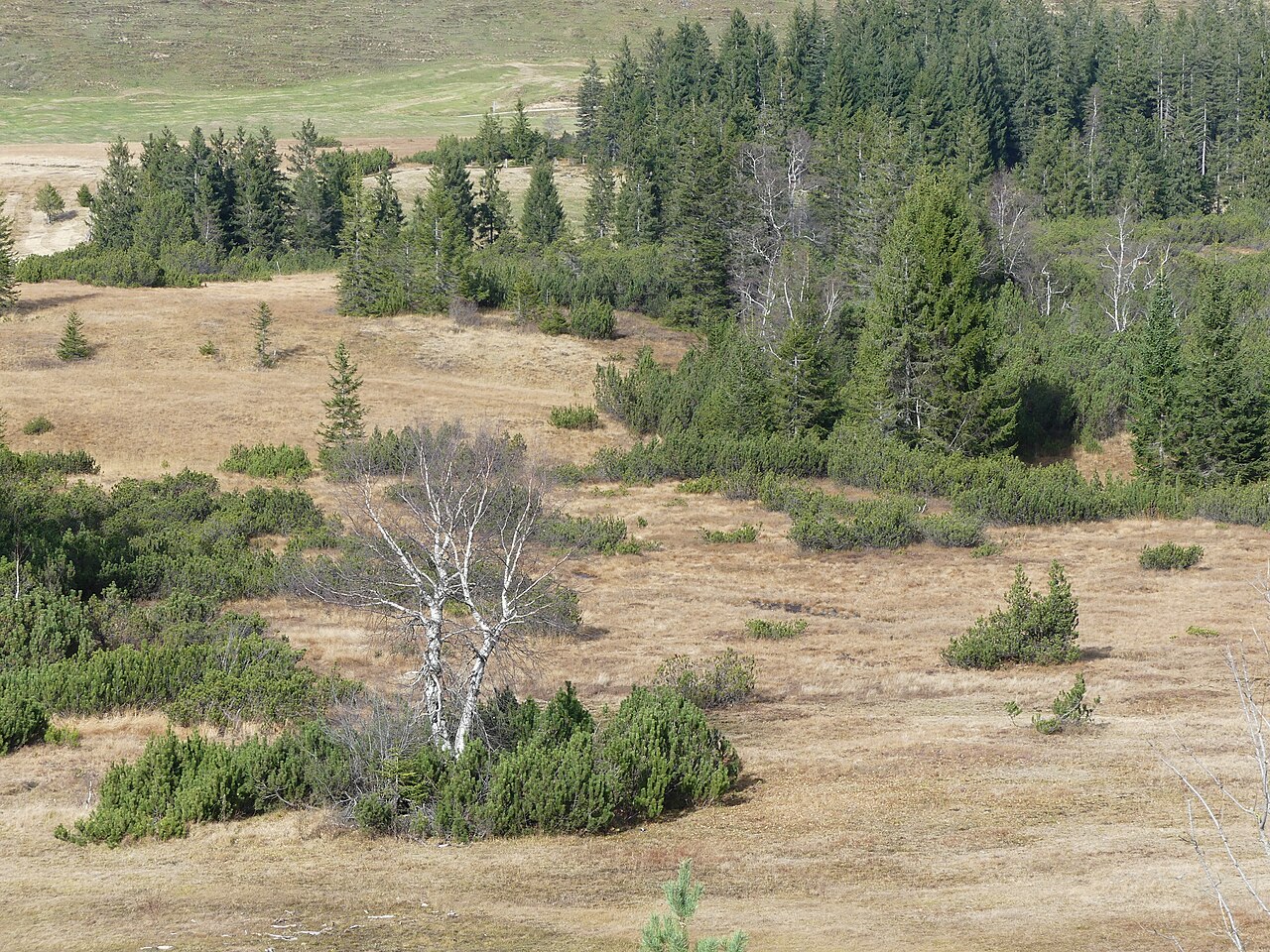 Das Naturschutzgebiet Kojenmoos liegt im österreichischen Bundesland Vorarlberg im Gemeindegebiet von Riefensberg
