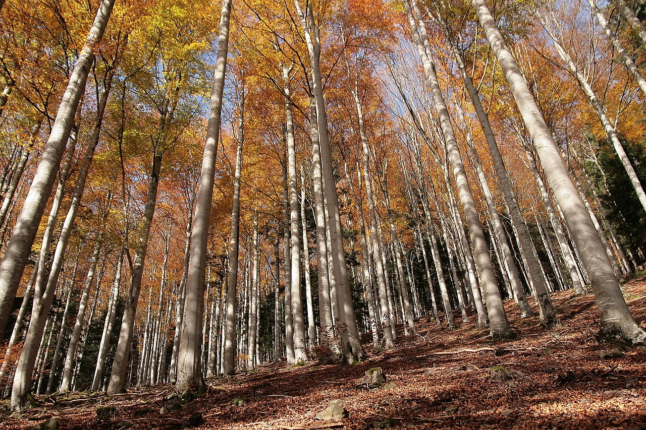 NSG Kostgfäll bei Simonswald Das Bild entstand an einem frühen Herbsttag im Steilgelände des buchendominierten Waldes