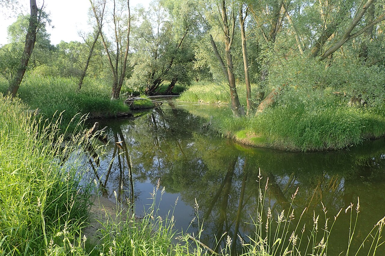 Alluvial forest Salicetum albo-fragilis on Odra river in nature reserve Gęsi Bastion pod Starą Rudnicą, NW Poland