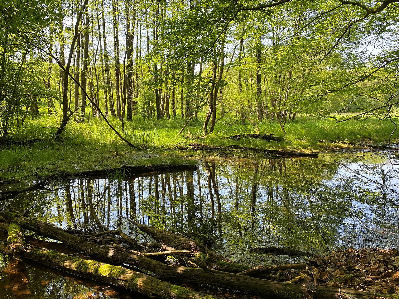 Auwald mit Totholz im Naturschutzgebiet Krabbenheider Bach in Gevelsberg