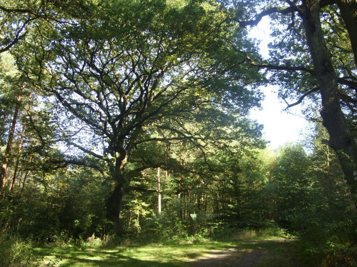 Naturschutzgebiet „Krähenmoor“
