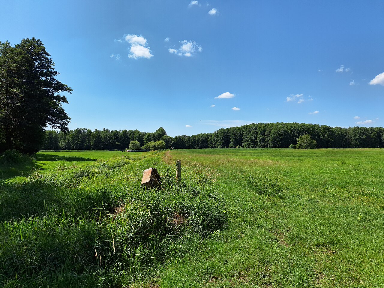 Ostansicht des Naturschutzgebiet "Krahner Busch", geschützt seit dem 29