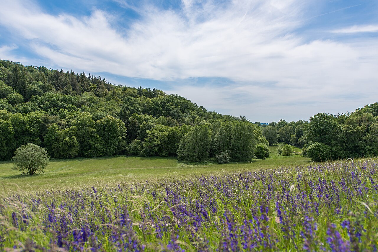Blühende Magerwiese mit Blick auf den Wald im NSG Krebsbachtal bei Kaichen