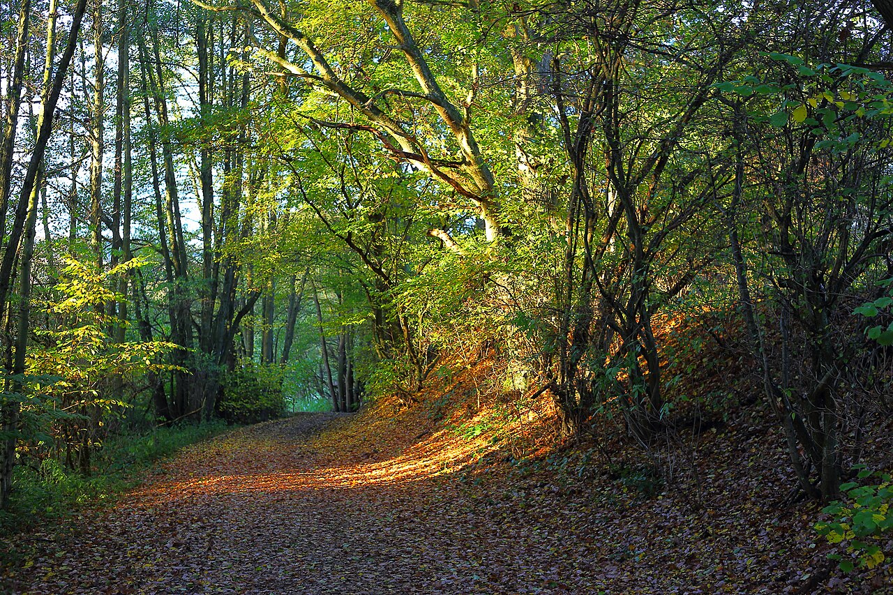 Krebsbachtal near Ruppertshain, way from Fischbach to Ruppertshain