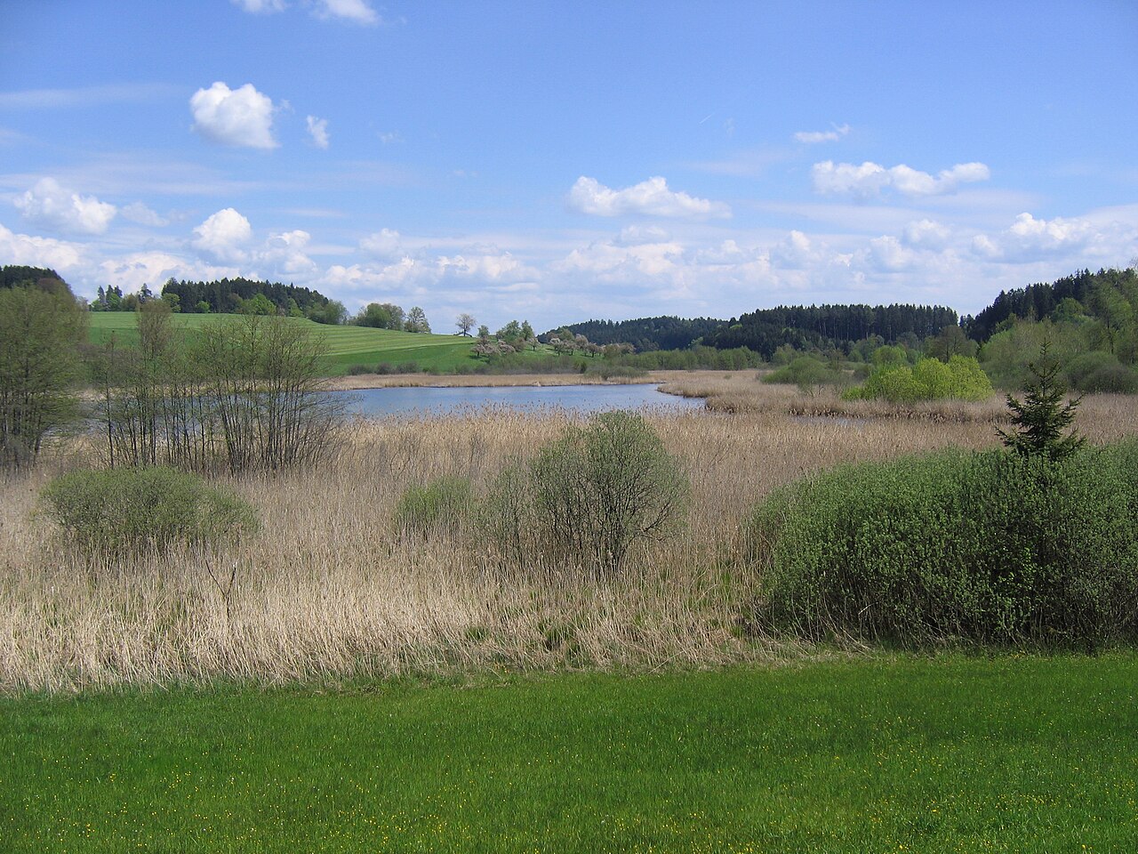 Deutschland - Baden-Württemberg - Bodenseekreis - Neukirch: Naturschutzgebiet "Kreuzweiher-Langensee"