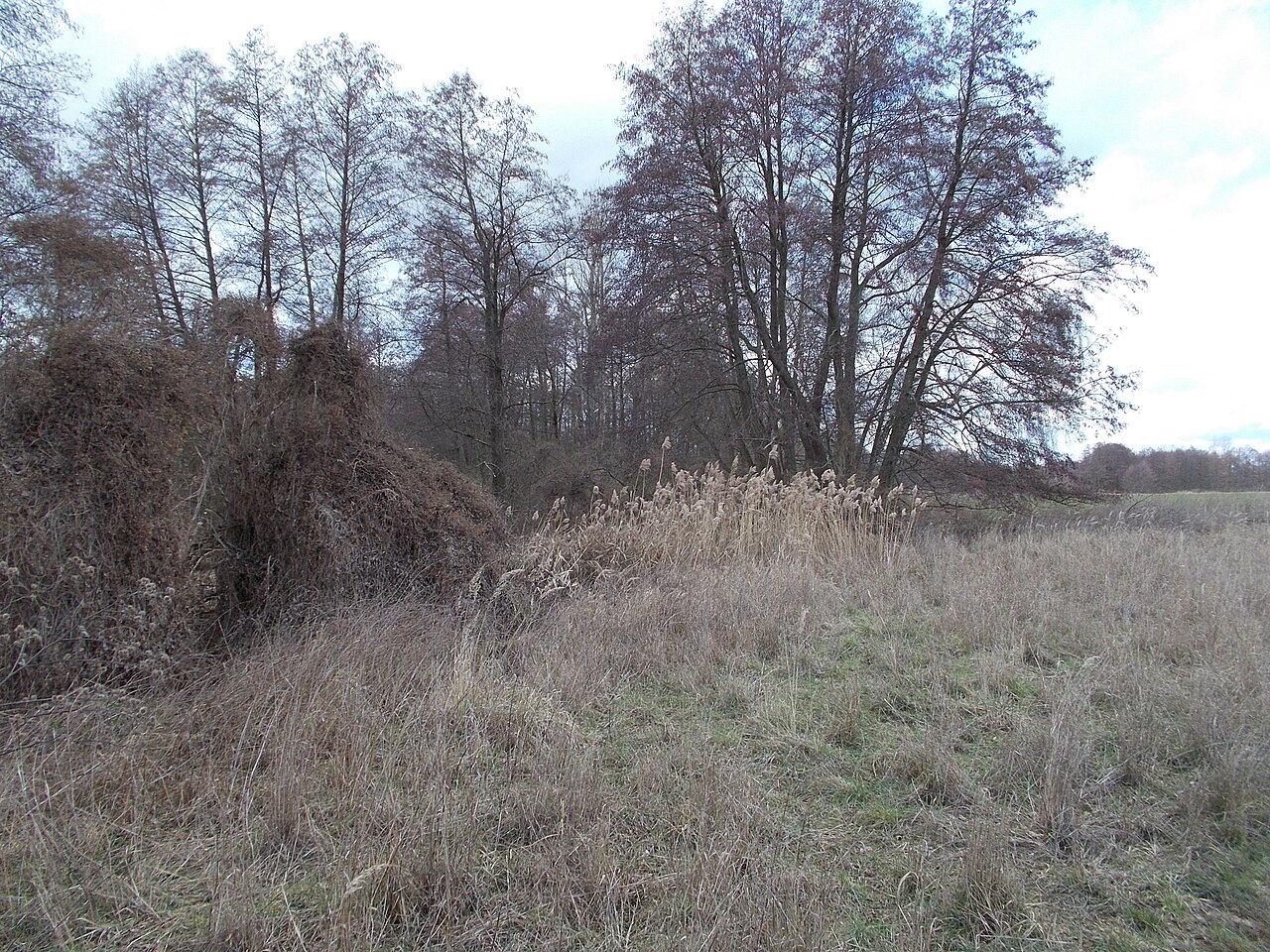 Das Naturschutzgebiet Krielower See ist ein 155 Hektar großes Naturschutzgebiet (NSG) im Land Brandenburg
