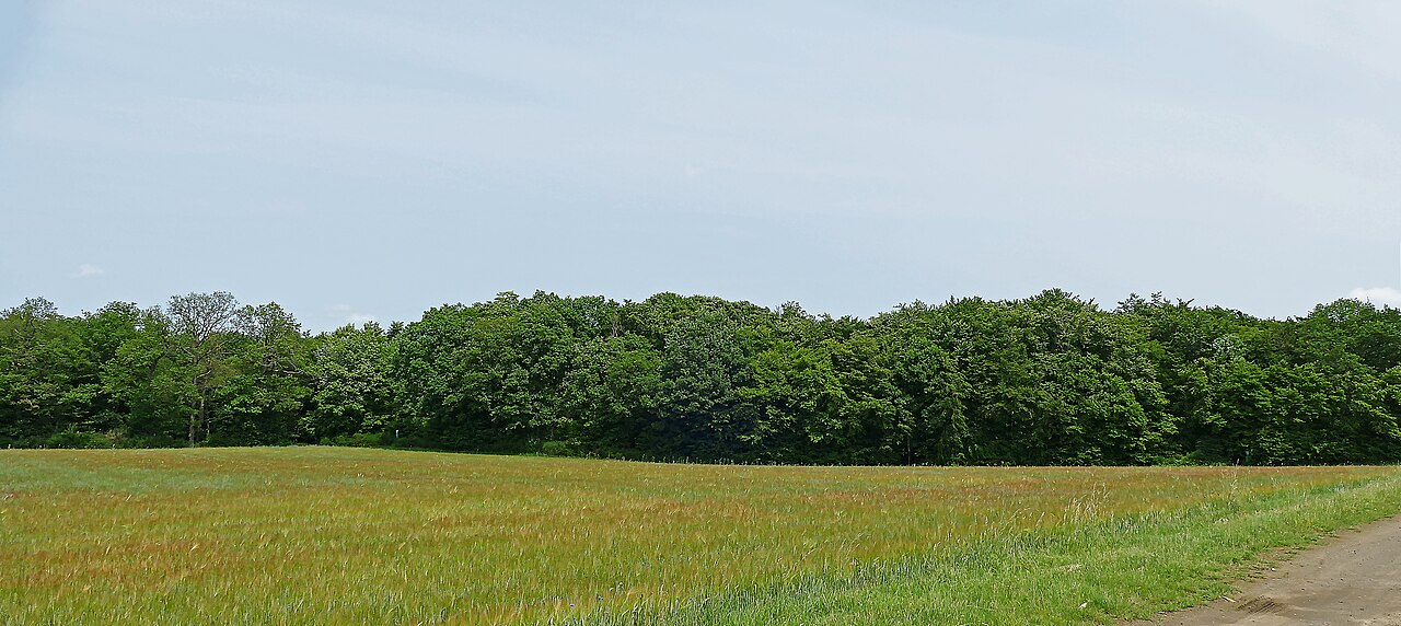 Naturschutzgebiet Kümmelberg