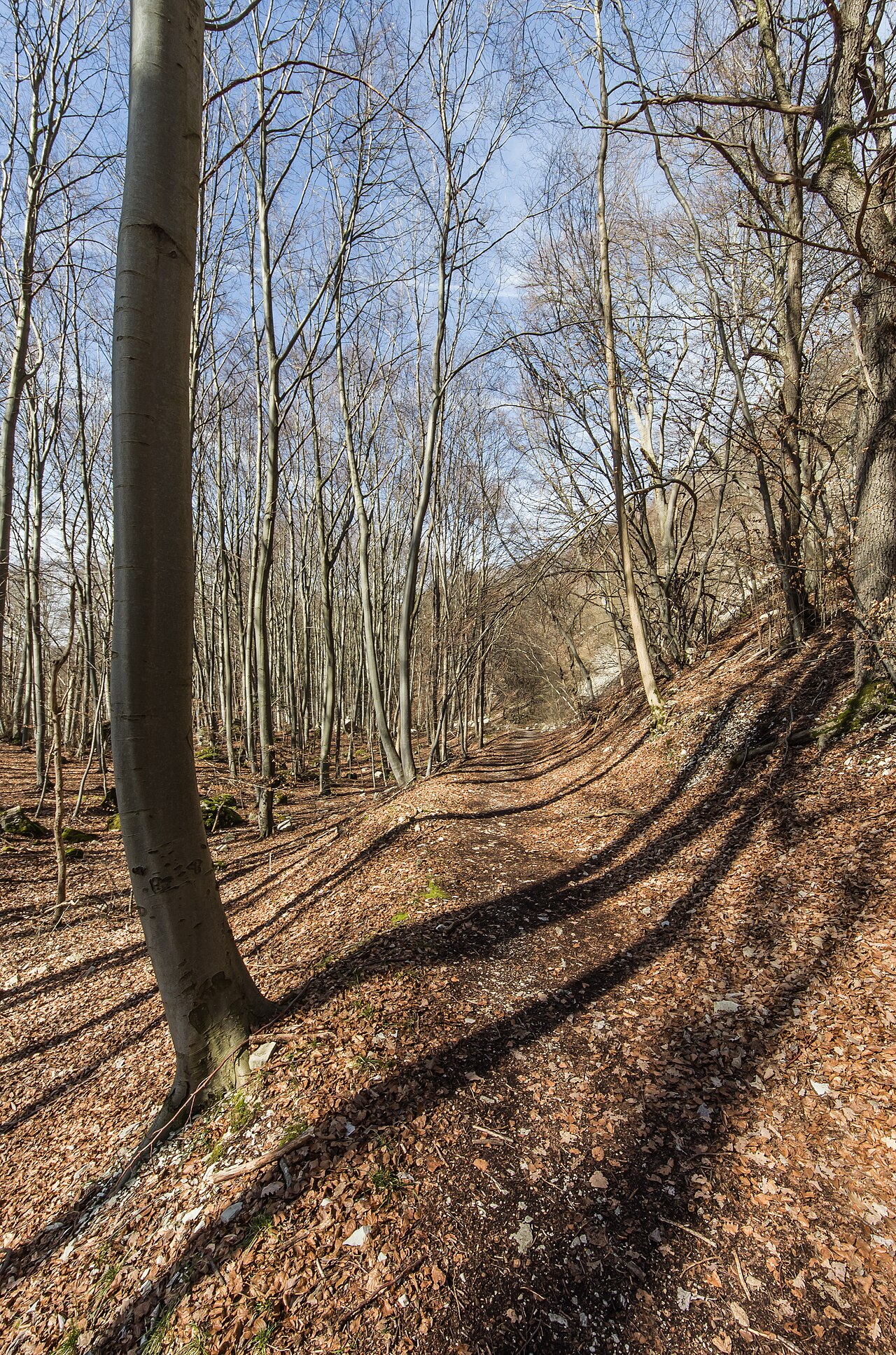 Der Waldgersten-Buchenwald ist der natürlich vorkommende Buchenwald auf der Schwäbischen Alb
