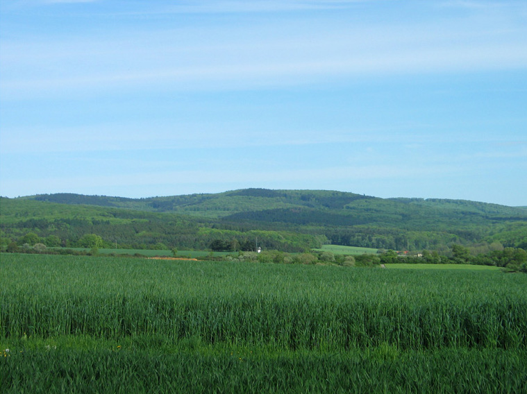 Kuhbett im Östlichen Hintertaunus