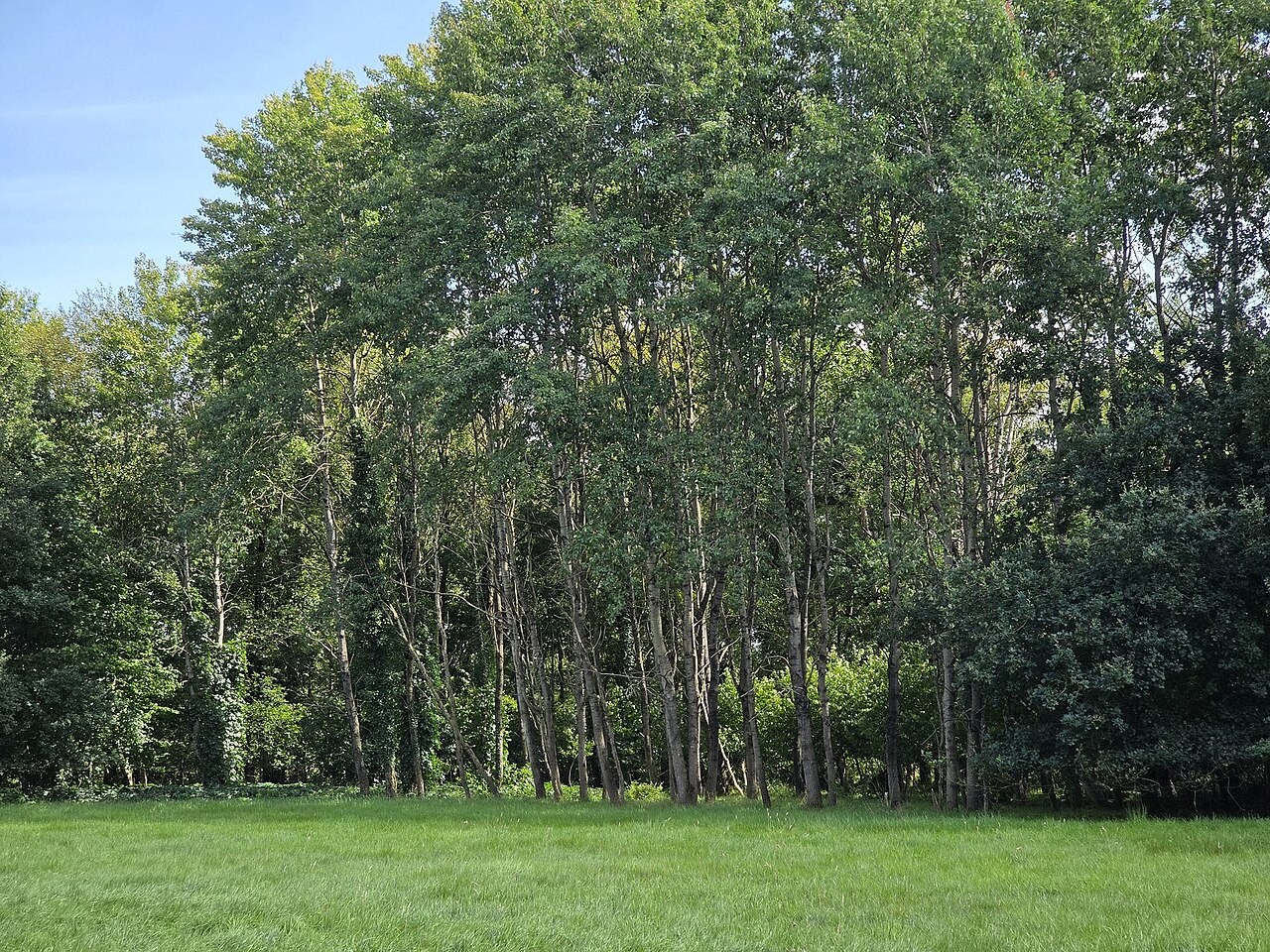 Nature reserve Kuhlstückenmoor