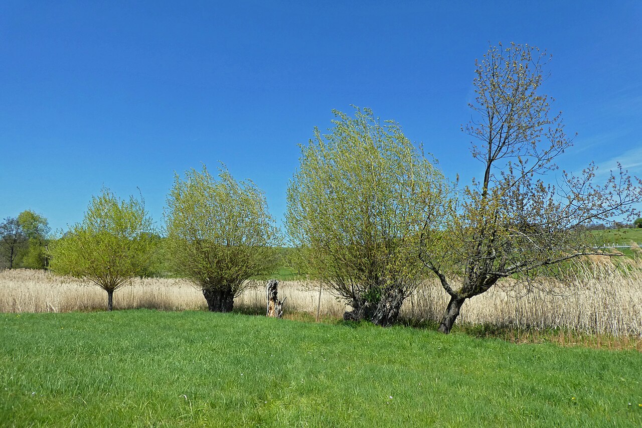 Naturschutzgebiet Kurzer Wasen-Roter Wasen NSG Nr