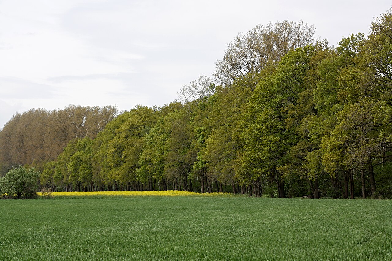 Wald am Südrand des Naturschutzgebiets „ Lammer Holz “ (NSG BR 072) in Braunschweig