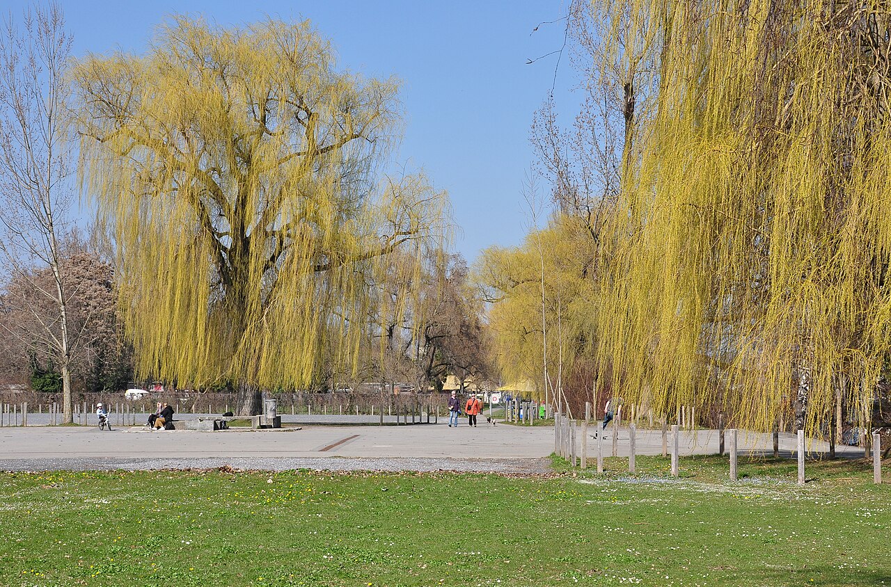 Salix × sepulcralis , Landiwiese in Zürich- Wollishofen ( Switzerland )